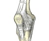 Articulação do joelho. Como tratar artrose.