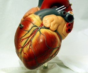 Close do coração: veias, artérias, músculos.